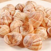 Empty Escargots Snail Shells Loose 12pcs / Extra Large Premium Quality 